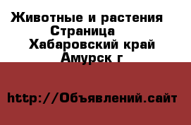  Животные и растения - Страница 7 . Хабаровский край,Амурск г.